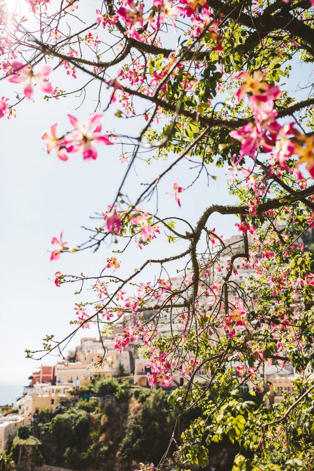 Pink flowers and trees with the view on Positano